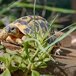 カントリーハウス Poggio Picchio ビッボーナ