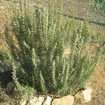 Landsted Poggio Picchio